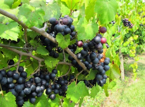 A close-up of dark purple grapes hanging from a vine, surrounded by green leaves in a vineyard.