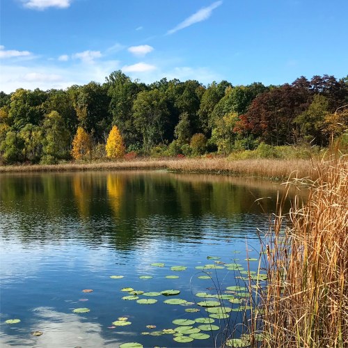 A serene lake surrounded by lush trees, with autumn colors reflected in the water and lily pads in the foreground.