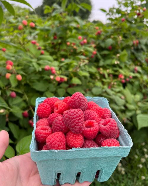 A hand holding a small container filled with fresh, ripe raspberries, surrounded by raspberry bushes.