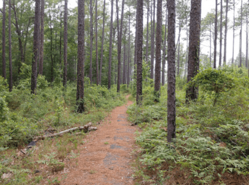 A narrow dirt path winds through a dense forest of tall pine trees and lush green underbrush.
