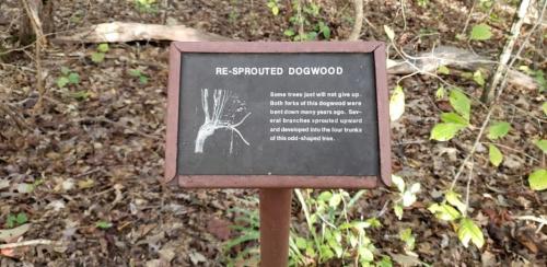 Sign in a forest explaining re-sprouted dogwood trees and their growth patterns, surrounded by greenery.