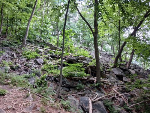 A rocky hillside covered with greenery and trees in a forested area.
