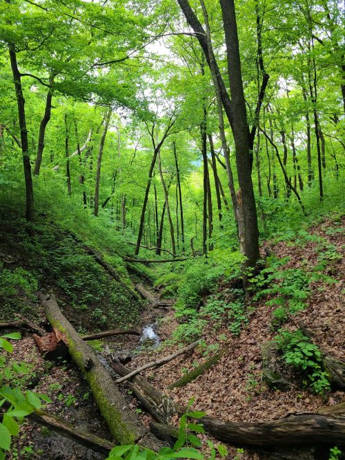 Lush green forest with tall trees, a small stream, and fallen logs in a serene, natural setting.