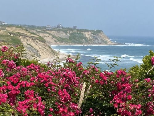 Coastal view with pink flowers in the foreground, cliffs, and waves crashing on the shore in the background.