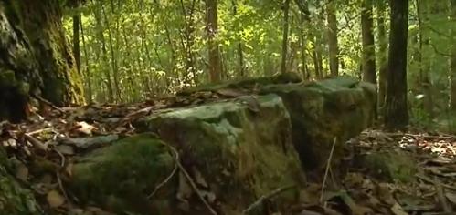A moss-covered rock formation in a lush green forest, surrounded by trees and fallen leaves.