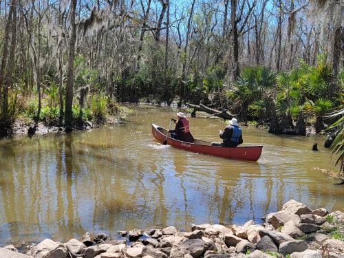 Two people paddle a canoe through a calm, tree-lined waterway with lush greenery and Spanish moss.