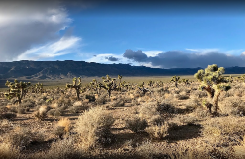 A desert landscape with Joshua trees, sparse vegetation, and distant mountains under a partly cloudy sky.