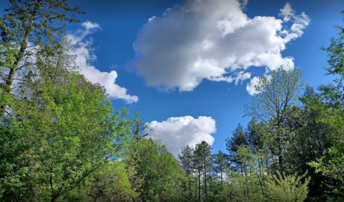 A clear blue sky with fluffy white clouds above a lush green forest.