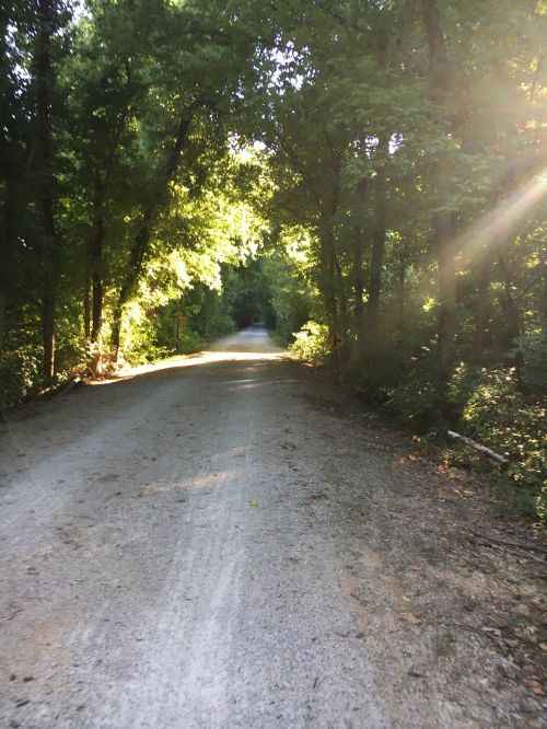 A sunlit gravel path surrounded by lush green trees, creating a serene and inviting atmosphere.