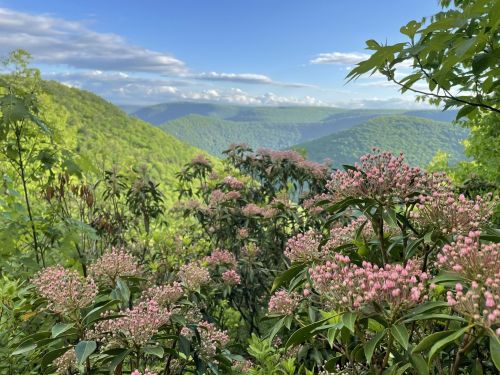 A scenic view of lush green mountains and blooming pink flowers under a clear blue sky.