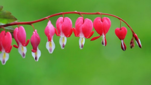 A branch of pink bleeding heart flowers against a soft green background.