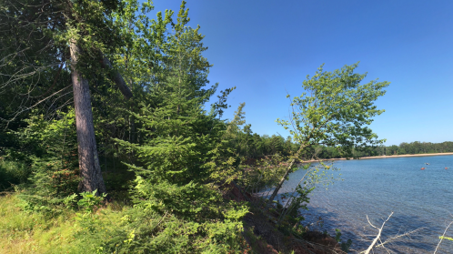 A serene lakeside scene with lush green trees and clear blue water under a bright blue sky.