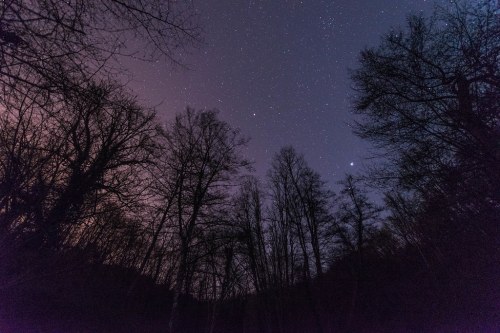 Starry night sky above a forest, with silhouetted trees against a backdrop of twinkling stars and soft purple hues.