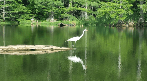 A white heron stands on a rock in a serene pond, surrounded by lush green trees and reflecting in the water.