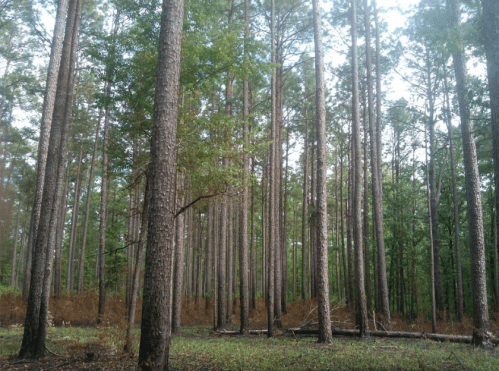 Tall trees in a forest with green foliage and some brown underbrush, creating a serene natural landscape.