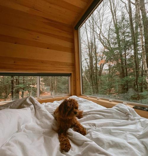 A small dog sits on a bed with white blankets, surrounded by large windows showing a forest view.