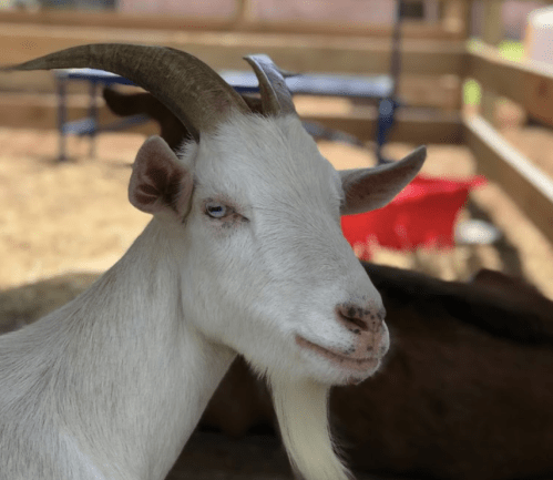 A close-up of a white goat with curved horns and blue eyes, looking calmly at the camera.