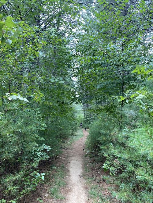 A narrow dirt path winds through a lush green forest, flanked by tall trees and dense underbrush.