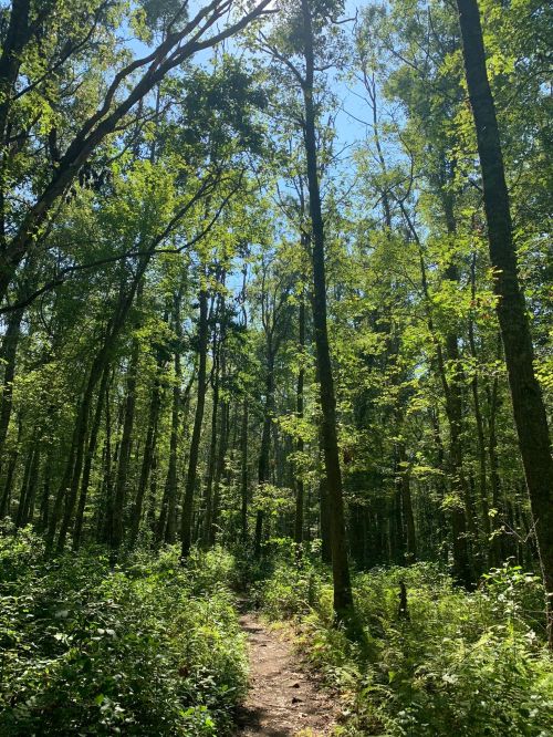A sunlit forest path surrounded by tall trees and lush greenery under a clear blue sky.