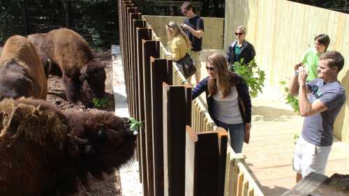 Visitors feed bison at a wildlife exhibit, interacting with the animals through a wooden fence.