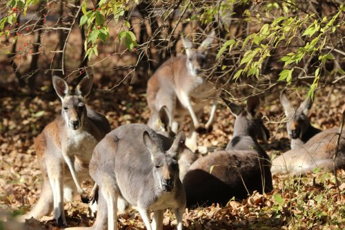A group of kangaroos resting and standing among fallen leaves in a wooded area.