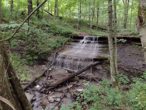 A serene forest scene featuring a small waterfall cascading over rocks, surrounded by lush greenery and fallen branches.