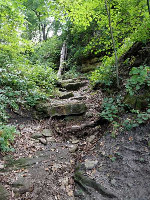 A rocky, overgrown trail leads upward through lush green foliage and trees.