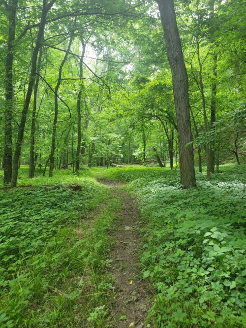 A serene forest path surrounded by lush green trees and undergrowth, inviting exploration.