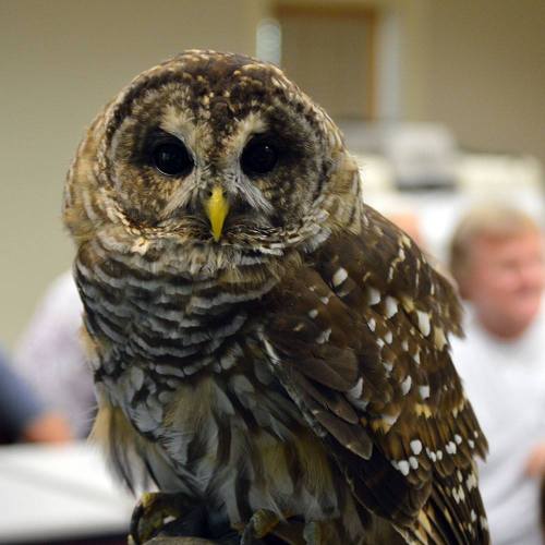A close-up of an owl with large eyes and intricate feather patterns, perched and looking directly at the camera.