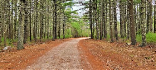 A winding dirt path through a dense forest of tall pine trees, with a carpet of orange-brown pine needles on the ground.