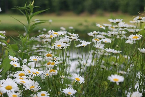 A field of white daisies with yellow centers, surrounded by green foliage near a calm body of water.