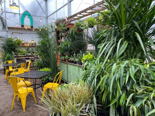A cozy greenhouse filled with lush plants, featuring yellow chairs and a wooden shelf with potted greenery.