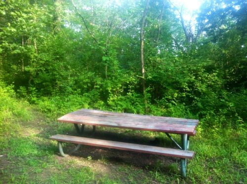 A weathered picnic table sits in a lush green forest clearing surrounded by trees and dense foliage.