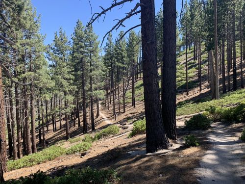 A winding dirt path through a forest of tall pine trees on a sunny day, with greenery along the trail.