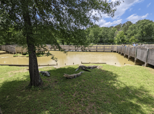 A serene scene of a pond with alligators resting on the bank, surrounded by greenery and wooden walkways.