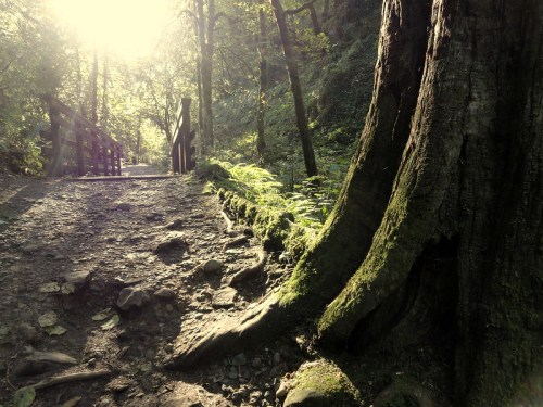 A sunlit forest path with a moss-covered tree trunk and a wooden bridge in the background.