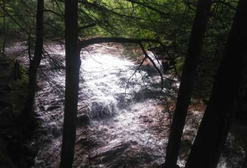 A serene river flows through a lush forest, with sunlight reflecting off the water and trees framing the scene.