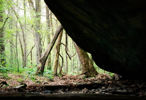A serene forest scene with trees and greenery, viewed from under a large rock overhang.