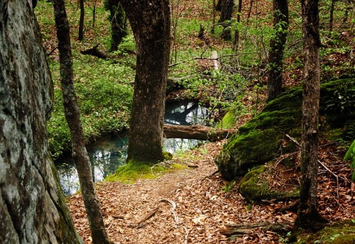 A serene forest scene with a winding path, moss-covered rocks, and a small stream reflecting the greenery.