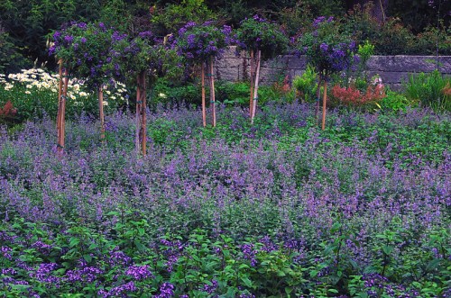 A vibrant garden filled with purple flowers and small trees, creating a colorful and lush landscape.
