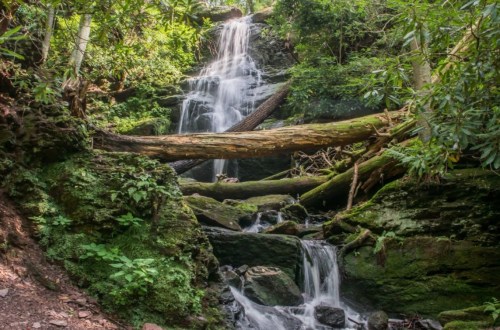 A serene forest scene featuring a cascading waterfall surrounded by lush greenery and moss-covered rocks.