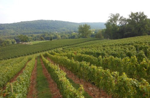 A scenic vineyard with rows of grapevines, rolling hills, and trees in the background under a cloudy sky.