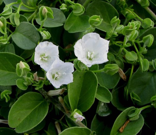 Three white flowers surrounded by lush green leaves.