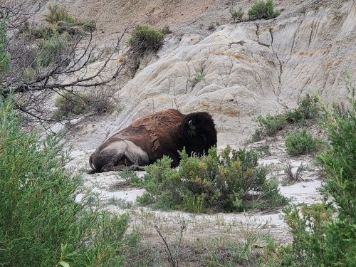 A bison resting on rocky terrain, surrounded by sparse vegetation and shrubs.