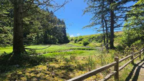 A serene landscape featuring a green meadow surrounded by trees under a clear blue sky. A wooden fence lines the path.