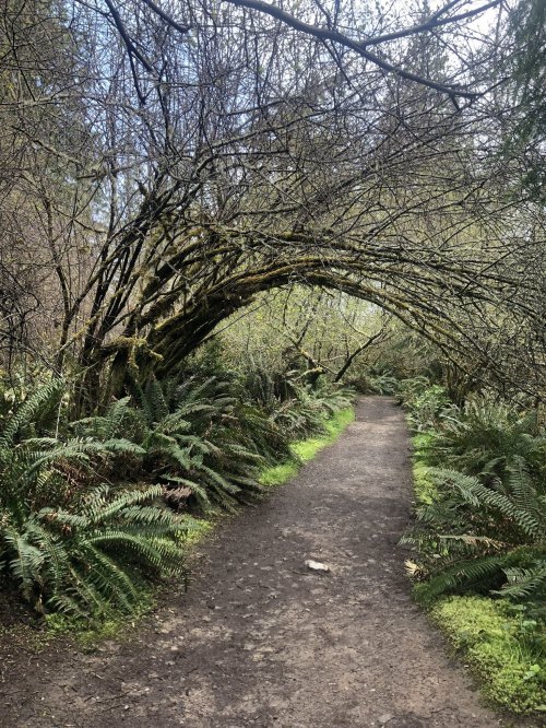 A winding dirt path through a lush forest, framed by arching branches and ferns on either side.