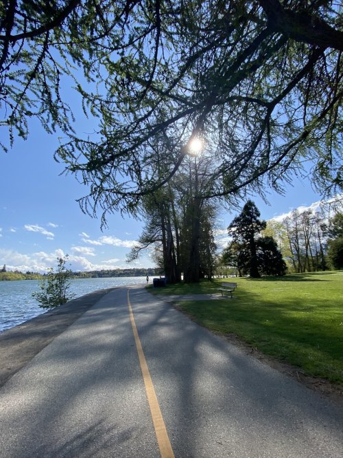 A serene pathway by a lake, lined with trees and grass, under a bright blue sky with fluffy clouds.