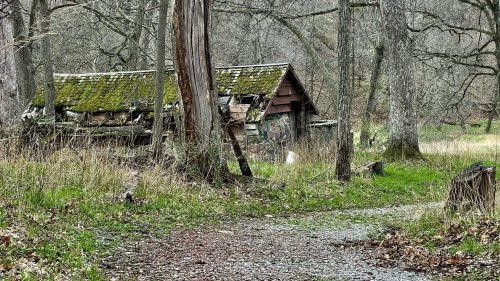 An old, weathered cabin surrounded by trees and overgrown grass, with a gravel path leading towards it.