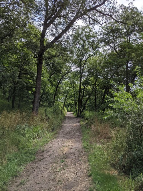A dirt path winding through a lush green forest with tall trees on either side.