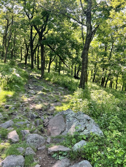 A rocky trail winding through a lush green forest with tall trees and sunlight filtering through the leaves.
